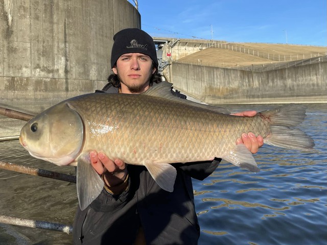 Sống hơn một thế kỷ, không lão hóa và nghịch lý sinh tồn của loài cá cổ đại Bắc Mỹ đang bị lãng quên - Ảnh 2.
