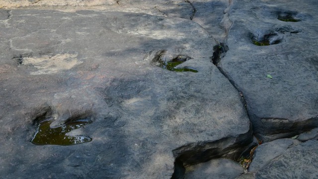Bí ẩn khoa học đằng sau khả năng tồn tại hàng triệu năm của những dấu chân khủng long hóa thạch - Ảnh 1.