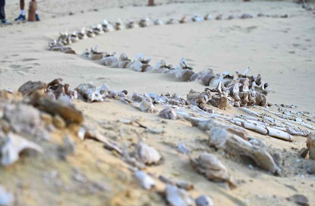 Thung lũng cá voi ở Ai Cập hé lộ hành trình tiến hóa kỳ lạ khi cá voi từng có chân và sống trên đất liền - Ảnh 1.