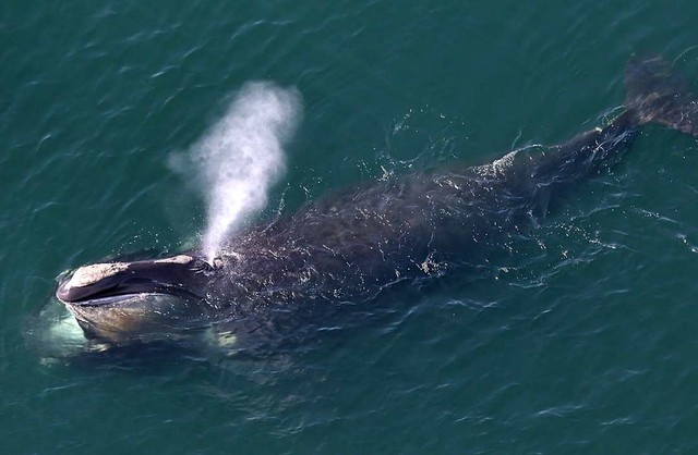 Thung lũng cá voi ở Ai Cập hé lộ hành trình tiến hóa kỳ lạ khi cá voi từng có chân và sống trên đất liền - Ảnh 3.