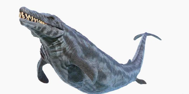 Thung lũng cá voi ở Ai Cập hé lộ hành trình tiến hóa kỳ lạ khi cá voi từng có chân và sống trên đất liền - Ảnh 2.