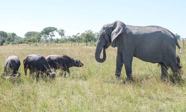 Con voi n&agrave;y tưởng m&igrave;nh l&agrave; tr&acirc;u, thậm ch&iacute; trở th&agrave;nh thủ lĩnh đ&agrave;n tr&acirc;u v&agrave; đ&atilde; giết chết 14 con tr&acirc;u đực đến th&aacute;ch đấu - Ảnh 3.