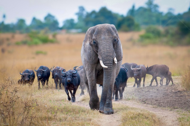 Con voi n&agrave;y tưởng m&igrave;nh l&agrave; tr&acirc;u, thậm ch&iacute; trở th&agrave;nh thủ lĩnh đ&agrave;n tr&acirc;u v&agrave; đ&atilde; giết chết 14 con tr&acirc;u đực đến th&aacute;ch đấu - Ảnh 2.