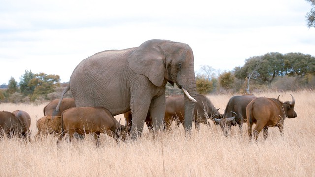 Con voi n&agrave;y tưởng m&igrave;nh l&agrave; tr&acirc;u, thậm ch&iacute; trở th&agrave;nh thủ lĩnh đ&agrave;n tr&acirc;u v&agrave; đ&atilde; giết chết 14 con tr&acirc;u đực đến th&aacute;ch đấu - Ảnh 1.