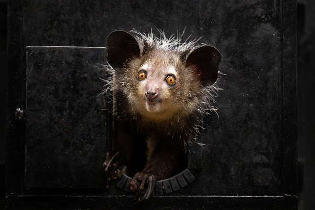 Khỉ Aye-aye, sinh vật kỳ lạ bậc nhất tại Madagascar, loài linh trưởng duy nhất sử dụng định vị bằng tiếng vang để săn mồi - Ảnh 1.