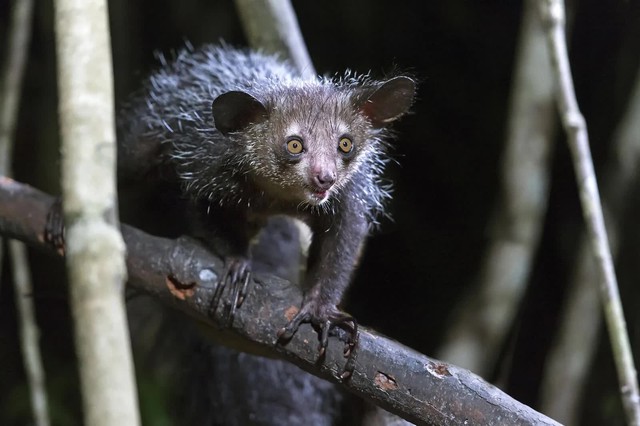 Khỉ Aye-aye, sinh vật kỳ lạ bậc nhất tại Madagascar, loài linh trưởng duy nhất sử dụng định vị bằng tiếng vang để săn mồi - Ảnh 2.