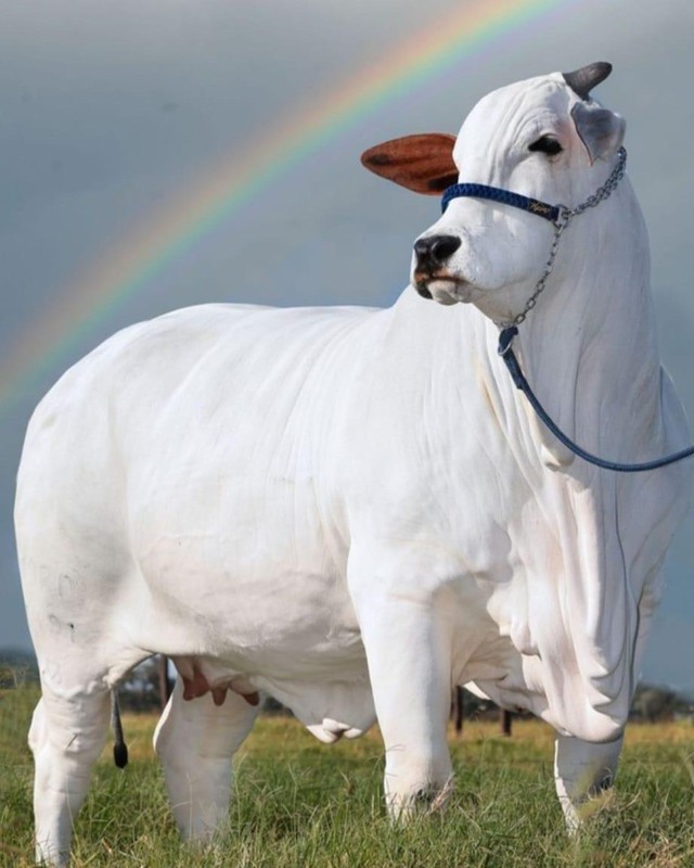 Đây là con bò đắt nhất thế giới với trọng lượng hơn 1 tấn và có giá hơn 4 triệu USD - Ảnh 3.