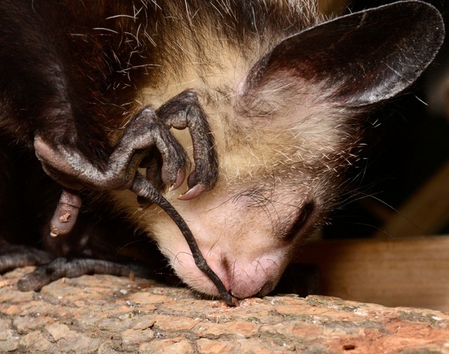 Khỉ Aye-aye, sinh vật kỳ lạ bậc nhất tại Madagascar, loài linh trưởng duy nhất sử dụng định vị bằng tiếng vang để săn mồi - Ảnh 3.
