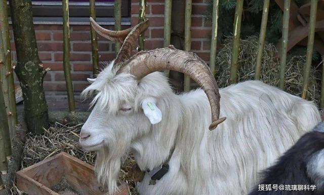 Mất tích 20 năm và từng bị liệt vào danh sách tuyệt chủng, tại sao loài dê này lại đột nhiên xuất hiện? - Ảnh 2.