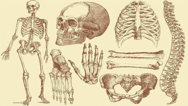 Con người sở hữu 206 kh&uacute;c xương, nhưng người Trung Quốc lại chỉ c&oacute; 204 kh&uacute;c? Hai kh&uacute;c xương bị thiếu đ&atilde; đi đ&acirc;u? - Ảnh 2.