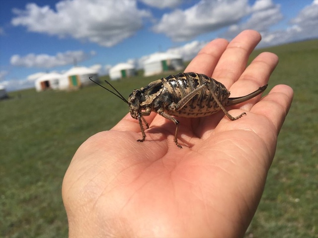 Phát hiện loài côn trùng lạ ví như bình dầu sống khiến dân mạng tranh cãi nảy lửa về công dụng - Ảnh 2.