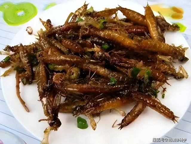 Ấu trùng chuồn chuồn ăn 3.000 con muỗi mỗi năm nhưng lại trở thành món ăn khoái khẩu của con người - Ảnh 2.