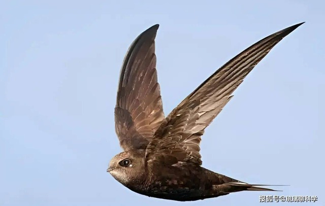 Bí ẩn loài chim bay suốt mười tháng không hạ cánh: Ăn ngủ trên trời nhưng vẫn sinh con bình thường - Ảnh 1.