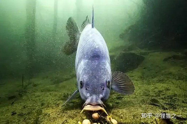 Cá chưa bao giờ lên bờ, làm sao chúng biết hạt ngô có thể ăn được? - Ảnh 4.