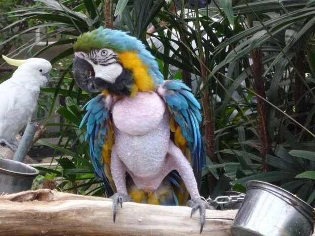 Nghiện tự làm đau: Sự tương đồng đáng sợ giữa người và vẹt khi tự nhổ lông xé da để trốn tránh các áp lực cuộc sống - Ảnh 4.