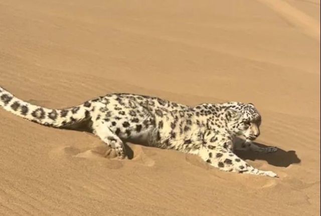 Báo tuyết bất ngờ xuất hiện giữa sa mạc Kumtag khiến du khách sửng sốt và đặt ra nhiều giả thuyết khoa học - Ảnh 3.