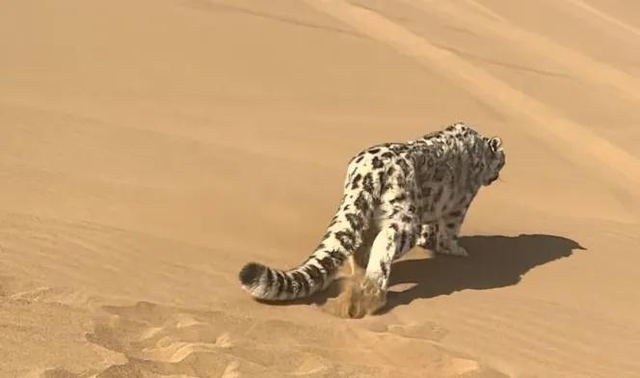 Báo tuyết bất ngờ xuất hiện giữa sa mạc Kumtag khiến du khách sửng sốt và đặt ra nhiều giả thuyết khoa học - Ảnh 4.