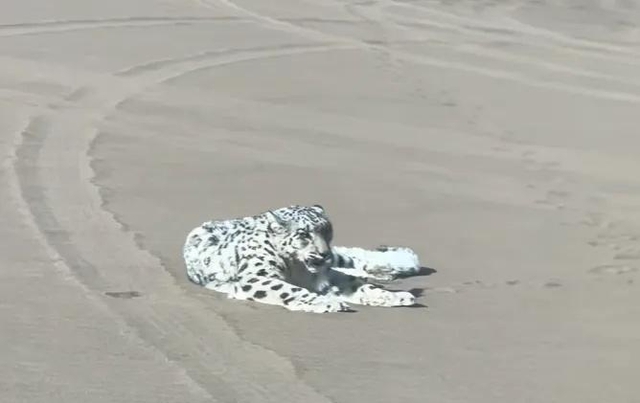 Báo tuyết bất ngờ xuất hiện giữa sa mạc Kumtag khiến du khách sửng sốt và đặt ra nhiều giả thuyết khoa học - Ảnh 5.
