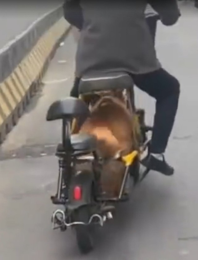 Người đàn ông Trung Quốc biến thú cưng thành “động cơ sống”, cảnh tượng trên đường khiến mạng xã hội phẫn nộ - Ảnh 1.