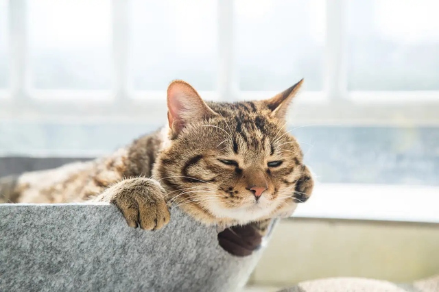 Vì sao mèo nhà bạn thường ngủ nghiêng bên trái: Bí mật khoa học thú vị phía sau thói quen quen thuộc - Ảnh 1.