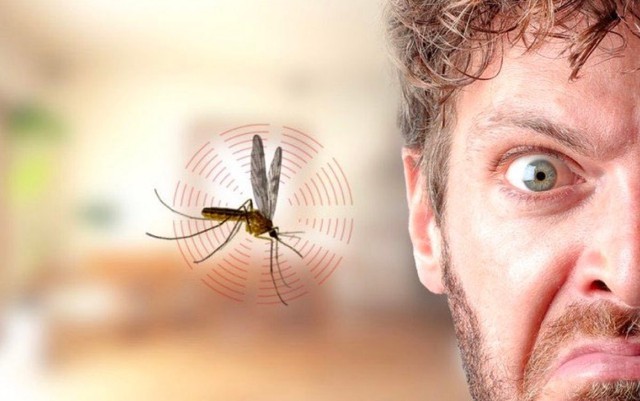 V&igrave; sao muỗi lu&ocirc;n vo ve b&ecirc;n tai con người d&ugrave; điều đ&oacute; khiến ch&uacute;ng dễ bị ph&aacute;t hiện v&agrave; ti&ecirc;u diệt - Ảnh 3.