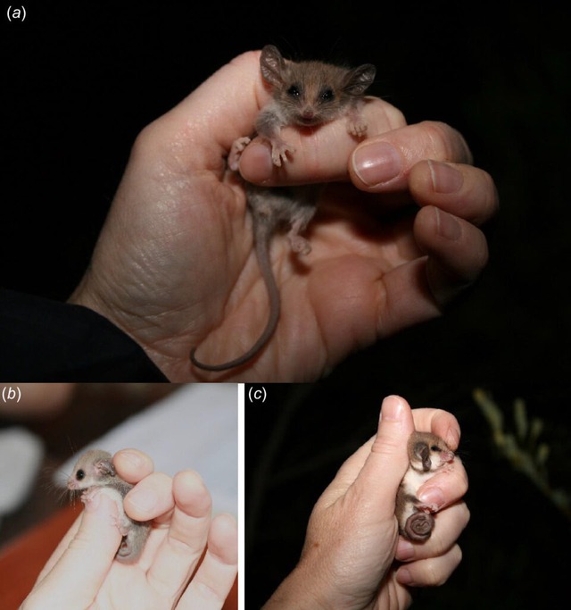 Phát hiện chấn động về loài thú có túi tí hon nhất thế giới: Sự tái xuất đầy bất ngờ sau hai thập kỷ ẩn mình tại Nam Úc - Ảnh 3.