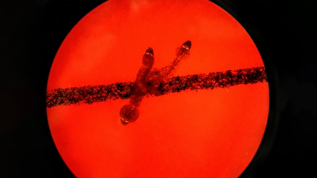 Vi sinh vật có thể "quá giang" xuyên Hệ Mặt Trời qua các mảnh vỡ thiên thạch, hé mở những câu hỏi mới về nguồn gốc sự sống - Ảnh 2.