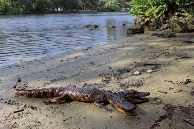 Phát hiện cá sấu hai đầu kỳ lạ tại Florida