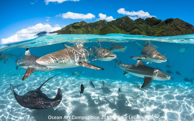 40 bức ảnh xuất sắc về chủ đề đại dương
