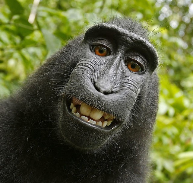 Bản quyền chụp ảnh khỉ sẽ mang đến cho bạn những bức ảnh tuyệt vời của những chú khỉ đáng yêu. Chúng được chụp cận cảnh với độ tinh tế cao để mang đến trải nghiệm tuyệt vời nhất cho bạn. Đừng bỏ lỡ cơ hội thưởng thức những bức ảnh độc quyền này!