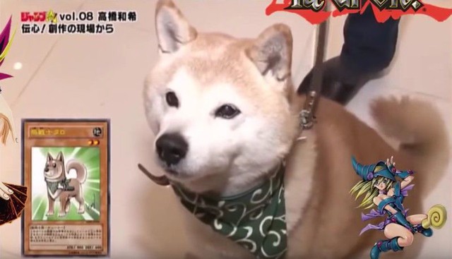 
Kazuki Takahashi có nuôi một chú chó Doge trong nhà của mình
