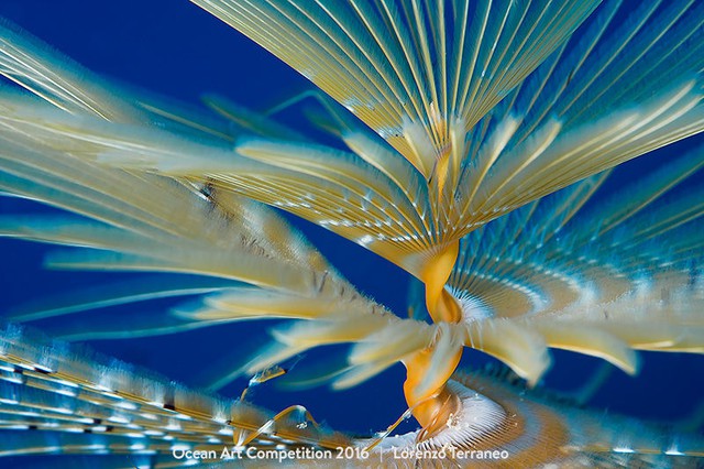 
Tác phẩm: Dancer sea worm. Tác giả: Lorenzo Terranea. Camera: Nikon D7200 và Nikkor 105mm macro lens. Nội dung: Một con giun biến Sabella spallanzani ở ngoài khơi vùng biển Ý đang xoay cơ thể như xoắn ốc tạo ra một hình ảnh ấn tượng. Giải thưởng: Giải bốn mục Macro.
