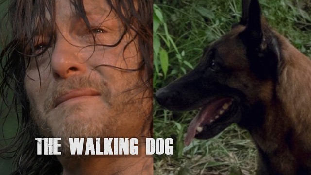 TWD S9 tập 7: The Walking Dog xuất hiện! - Ảnh 3.