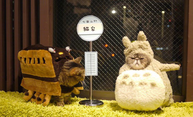 
Catoro - My Neighbor Totoro
