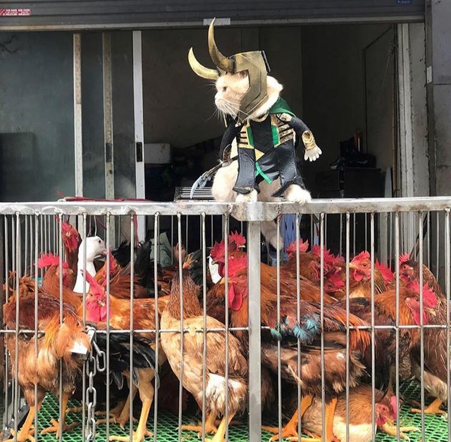 
Loki đi bán gà.
