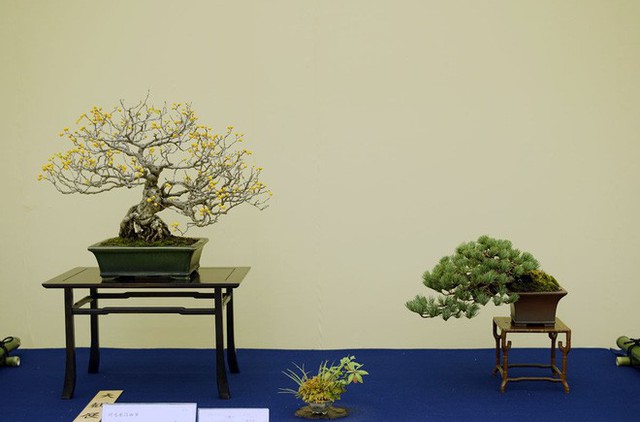 Tuyệt tác bonsai Nhật giá cắt cổ 3,8 tỷ đồng trông như thế nào? - Ảnh 12.