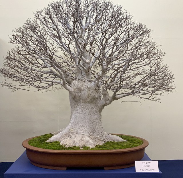 Tuyệt tác bonsai Nhật giá cắt cổ 3,8 tỷ đồng trông như thế nào? - Ảnh 6.