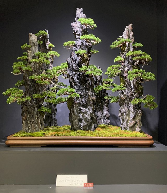 Tuyệt tác bonsai Nhật giá cắt cổ 3,8 tỷ đồng trông như thế nào? - Ảnh 7.