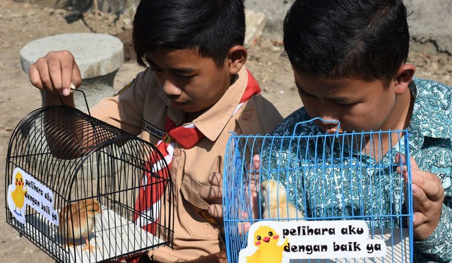 Sinh viên Indonesia phải nuôi gà để… cai nghiện điện thoại thông minh - Ảnh 1.
