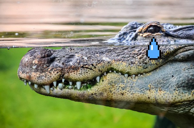 Zimbabwe: Bé gái 11 tuổi nhảy lên lưng cá sấu, chọc vào mắt nó cứu bạn thoát chết - Ảnh 1.