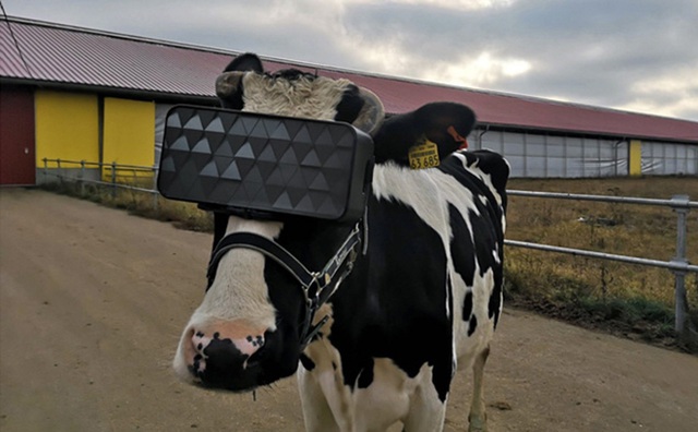 Cho bò sữa xem phim thực tế ảo và hiệu quả không ngờ - Ảnh 1.