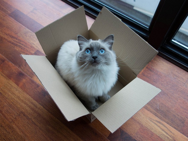 Khoa học giải thích: Tại sao lũ mèo thích hộp? - Ảnh 1.