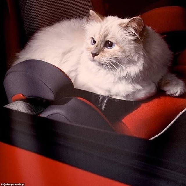 Mèo cưng của Karl Lagerfeld sẽ kế thừa khối tài sản 4.600 tỷ đồng, trở thành mèo tỷ phú của thế giới? - Ảnh 3.