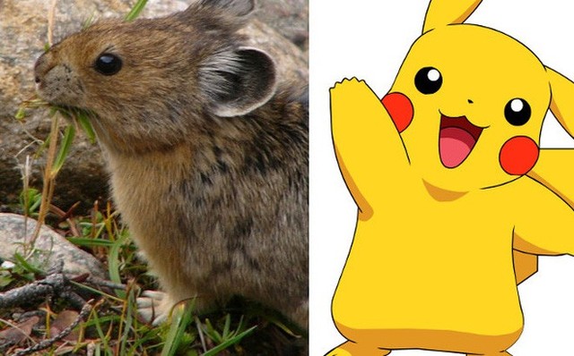 Không phải Chuột như mọi người đồn đại, Pikachu được lấy cảm hứng từ một loài động vật đặc biệt khác - Ảnh 2.