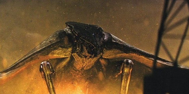 8 quái thú nổi bật xuất hiện trong Godzilla: King of The Monsters khiến các fan ấn tượng không thể quên - Ảnh 5.