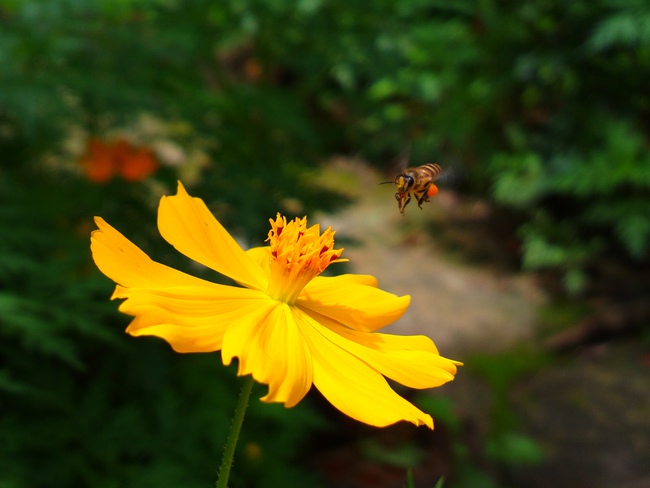 
"Hoa và ong" - Nokia PureView 808 của bạn longlong.