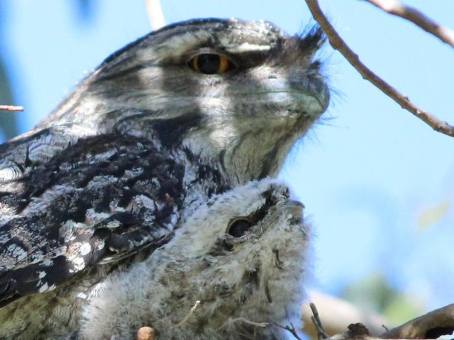 Frogmouth: The adorable mosquito owl is super expressive - Photo 15.