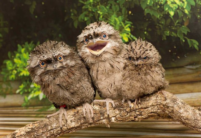Frogmouth: The adorable mosquito owl is super expressive - Photo 13.