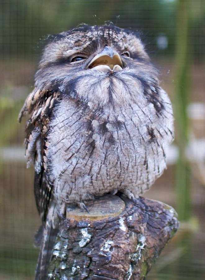 Frogmouth: A lovely mosquito owl with many expressions - Photo 6.