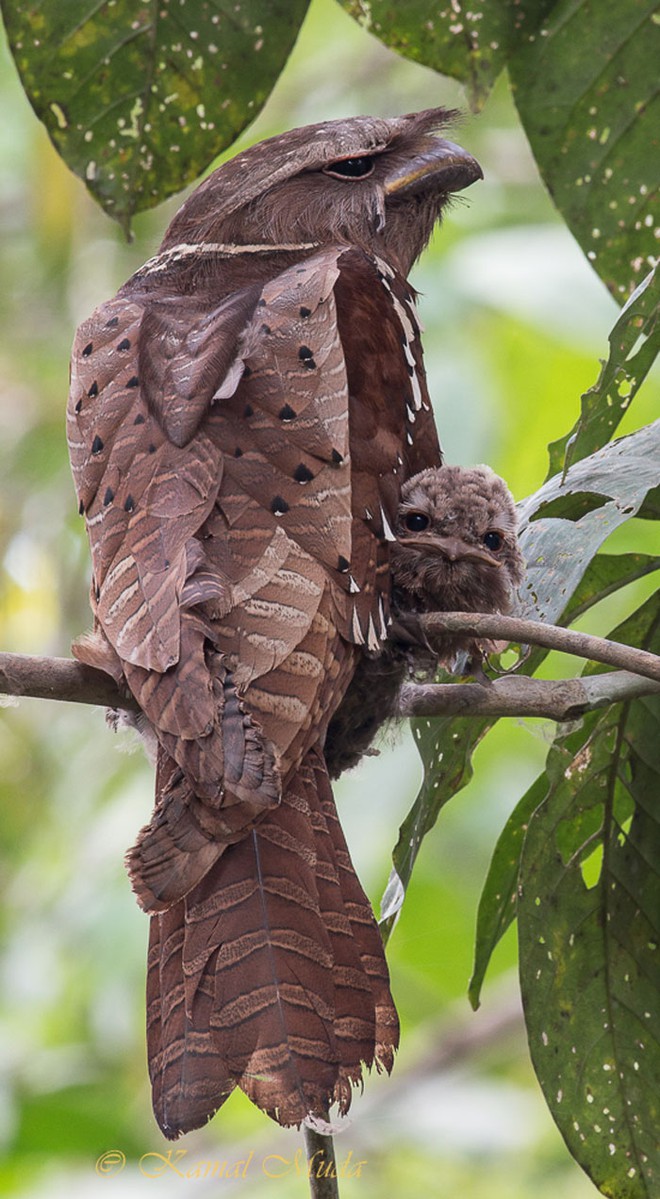 Frogmouth: A lovely mosquito owl with many expressions - Photo 2.